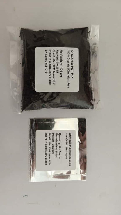 Double-Petal Chrysanthemums Seeds + 100 grams Organic Pot Mix Free
